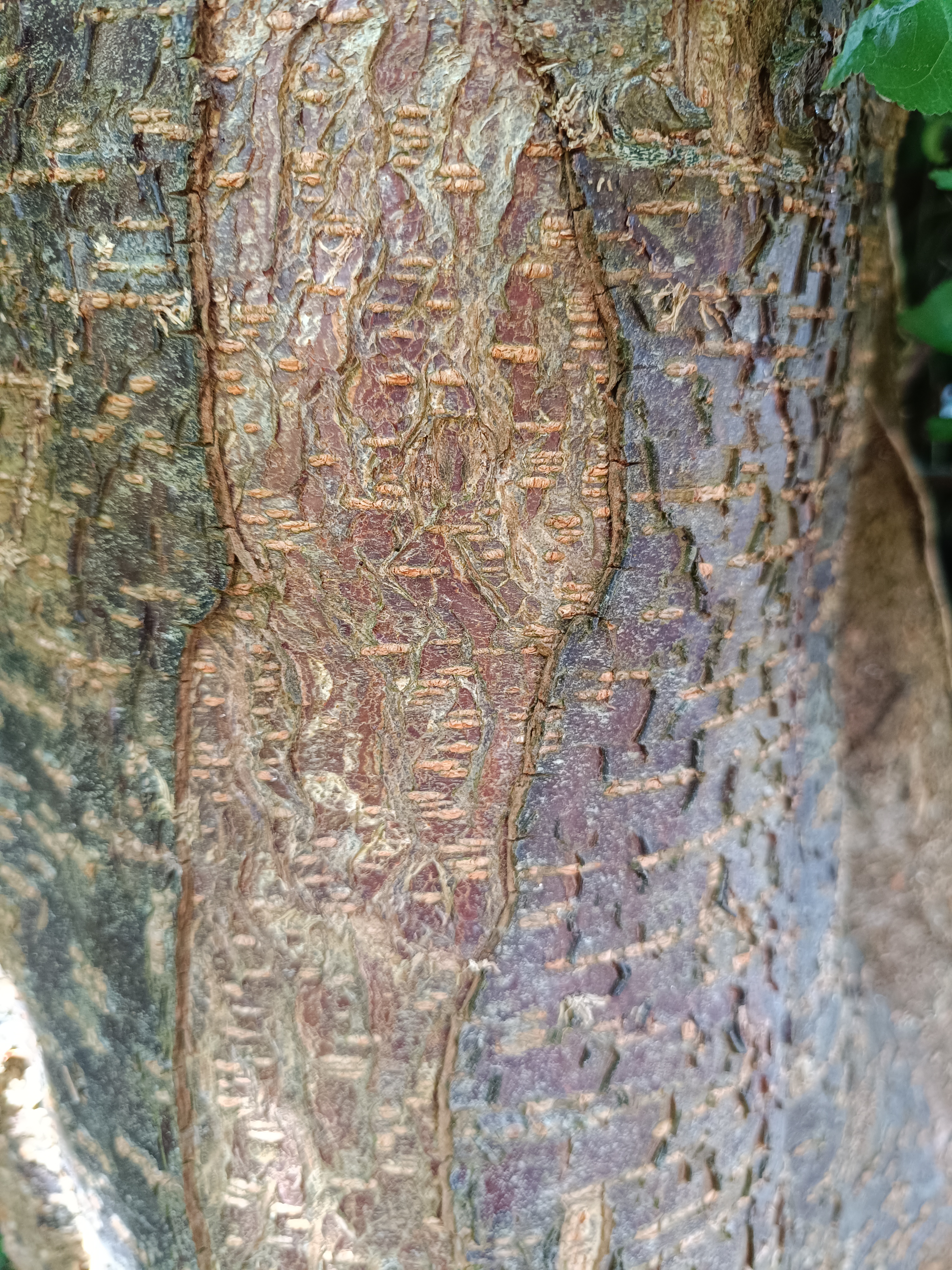 image of the bark of a tree in high detail
